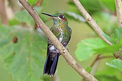 Green-crowned brilliant (Heliodoxa jacula henryi) juvenile