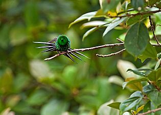 Green Thorntail 1