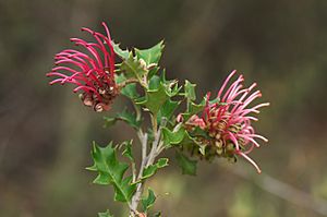 Grevillea aquifolium 2.jpg