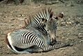 Grevy Zebra