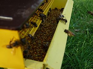 Grille à Pollen et abeilles 05
