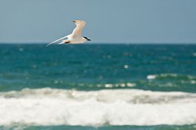Gull-billed tern (9154177138).jpg