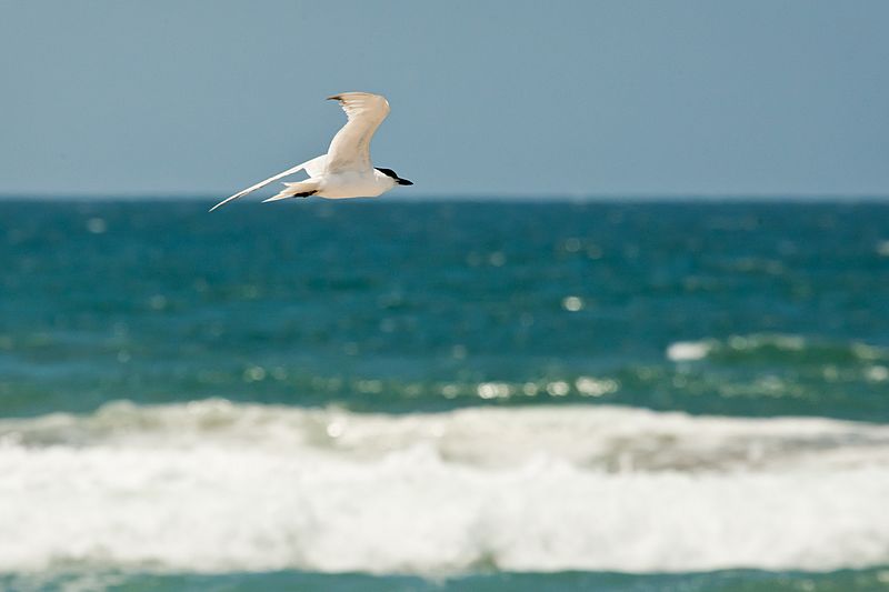 Gull-billed tern (9154177138)
