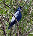 Gymnoderus foetidus Bare-necked Fruitcrow
