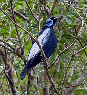 Gymnoderus foetidus Bare-necked Fruitcrow.jpg