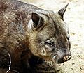 Haarnasenwombat (Lasiorhinus krefftii).jpg