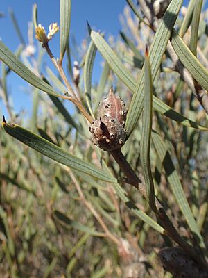 Hakea erecta fruit
