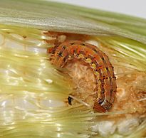 Helicoverpa zea larva