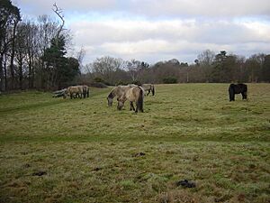 Hothfield Heathlands - geograph.org.uk - 1092153