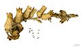 Hyoscyamus niger MHNT.BOT.2009.17.15