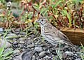 IMG 7043 lark bunting