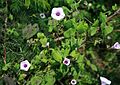 Ipomoea trifida 3