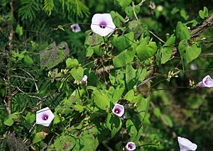 Ipomoea trifida 3.jpg