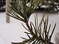 Jackpine