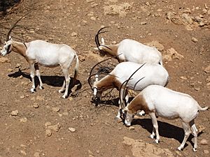 Jerusalem Zoo Arabian oryx
