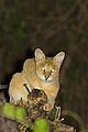 Jungle Cat near Thol Bird Sanctuary, Mehsana, Gujarat India