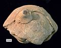 Jurassic Calcarea Matmor Israel