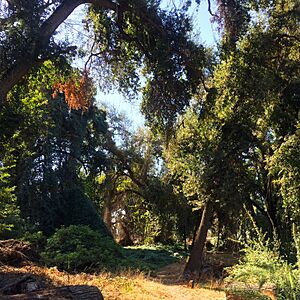 Kaweah Oaks 