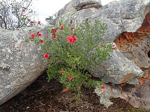 Kunzea baxteri habit