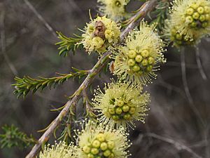 Kunzea clavata flowers.jpg