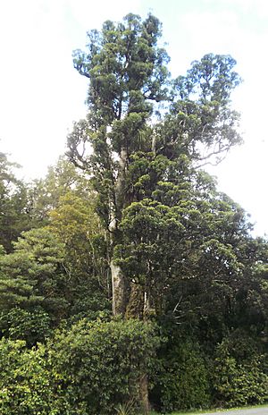 Laurelia novae-zelandiae 13.JPG