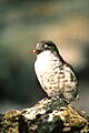 Leastauklet6