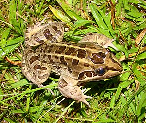 Leptodactylus ocellatus01c.jpg