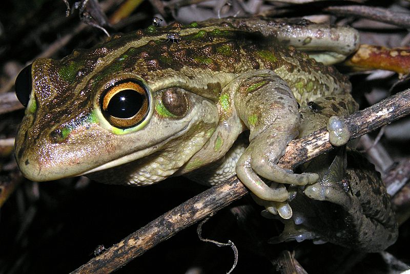 Litoria moorei brown