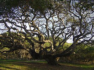 LiveOakLiveOak