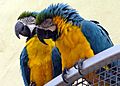 Macaw.blueyellow.arp.750pix