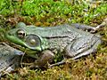 Male Green Frog - Hunterdon County, NJ