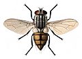 Musca domestica female