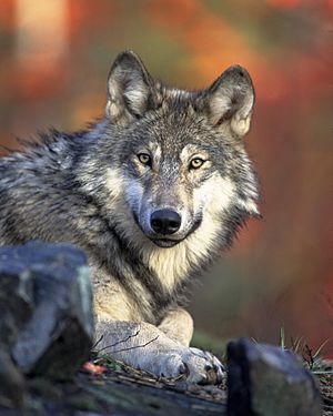 Nature-animal-wolf-wilderness (24218499562)