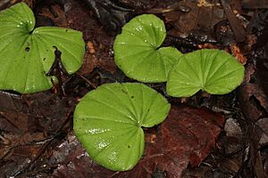 Nervelia crosiformis (1)