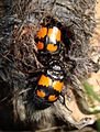 Nicrophorus vespilloides in dead rodent