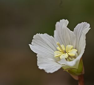 Oconee Bell (Shortia galacifolia var. galacifolia) blossom