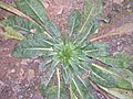 Oenothera biennis Rosette