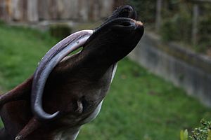 Okapi tongue