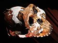 Paranthropus boisei side (University of Zurich)