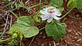 Passiflora feotida