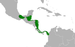 Patagioenas nigrirostris map.svg
