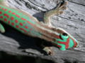 Phelsuma ornata - journal.pbio.1001382
