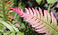 Pink tip of young rasp fern frond (Doodia media)