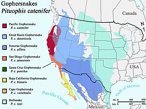 Pituophis catenifer distribution.jpg