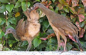 Plain Chachalaca-juveniles