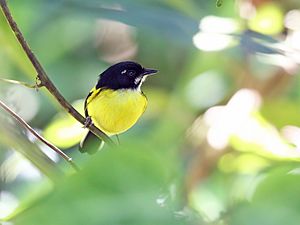 Poecilotriccus pulchellus Black-backed Tody-Flycatcher; Cuzco, Peru (cropped).jpg