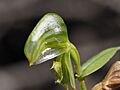 Pterostylis leptochila labellum