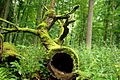 Puszcza białowieska fragmenty rezerwatu ścisłego a12
