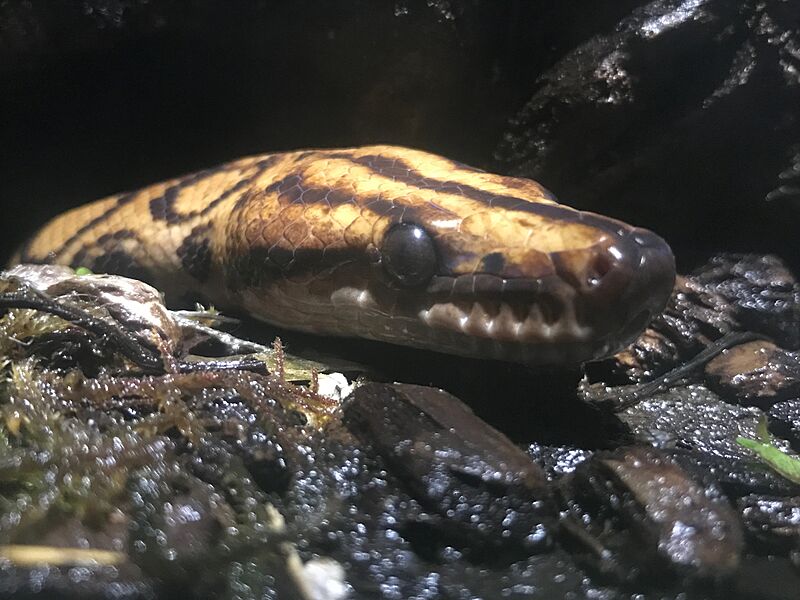 Rainbow Boa (Epicrates centria)