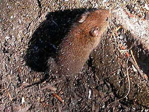 Red-backed vole